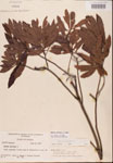 000002086-thumbnail.jpg