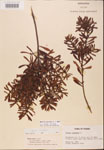 000002087-thumbnail.jpg