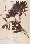 000002088-thumbnail.jpg