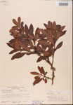 000002089-thumbnail.jpg
