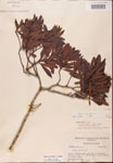 000002091-thumbnail.jpg