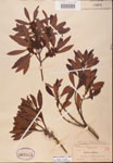 000002092-thumbnail.jpg