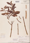 000002094-thumbnail.jpg