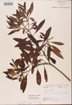 000002096-thumbnail.jpg