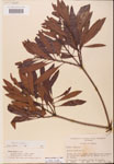 000002097-thumbnail.jpg