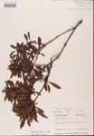Myrica
