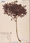 000002099-thumbnail.jpg
