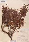 000002100-thumbnail.jpg