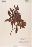 000002102-thumbnail.jpg