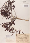 000002104-thumbnail.jpg