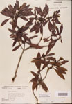 000002107-thumbnail.jpg