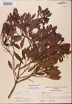 000002109-thumbnail.jpg