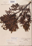 000002111-thumbnail.jpg