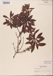 000002112-thumbnail.jpg