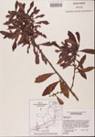 000002114-thumbnail.jpg