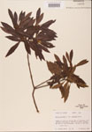 000002115-thumbnail.jpg