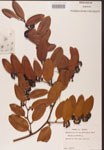 000002124-thumbnail.jpg
