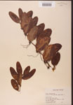 000002125-thumbnail.jpg