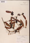 Smilax