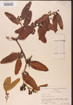 000002129-thumbnail.jpg