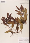 000002132-thumbnail.jpg