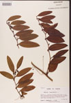 000002133-thumbnail.jpg