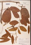 000002135-thumbnail.jpg