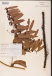 000002136-thumbnail.jpg