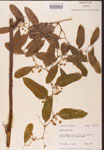 000002137-thumbnail.jpg