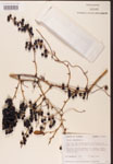 Smilax