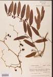 000002141-thumbnail.jpg