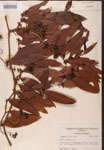 000002149-thumbnail.jpg