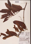 000002152-thumbnail.jpg