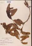000002153-thumbnail.jpg