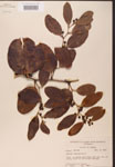 000002155-thumbnail.jpg