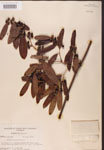 000002156-thumbnail.jpg