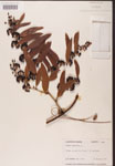 000002159-thumbnail.jpg
