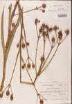 Eryngium