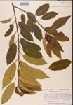 000002316-thumbnail.jpg