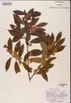 000002341-thumbnail.jpg