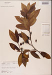 000002355-thumbnail.jpg