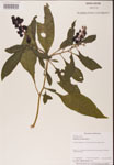 000002382-thumbnail.jpg