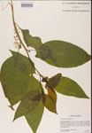 000002383-thumbnail.jpg