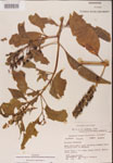 Phytolacca