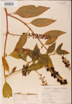 000002386-thumbnail.jpg