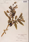 000002387-thumbnail.jpg