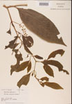 000002388-thumbnail.jpg
