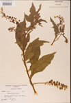 000002389-thumbnail.jpg
