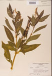000002390-thumbnail.jpg