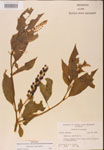 000002391-thumbnail.jpg